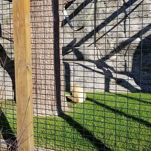 Wild Animal Park - Lar gibbon