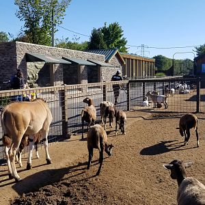 Wild Animal Park - Goats and eland, with ASCO, binturong / fisher / badger in background