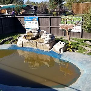 Wild Animal Park - American alligators