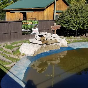 Wild Animal Park - American alligators