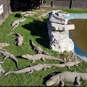 Wild Animal Park - American alligators