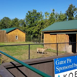Wild Animal Park - Dromeday, goat