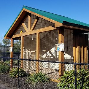 Wild Animal Park - Blue & gold macaws