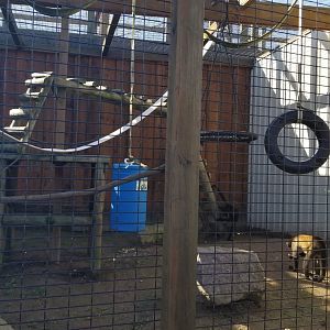 Wild Animal Park - Black-handed spider monkey