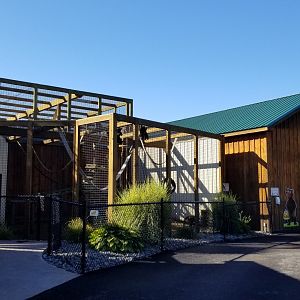 Wild Animal Park - Black-handed spider monkey