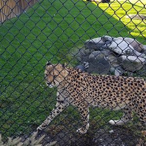 Wild Animal Park - Cheetah