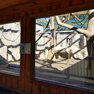 Wild Animal Park - Olive baboons