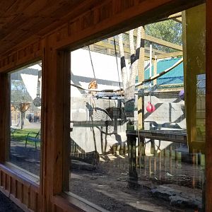 Wild Animal Park - Javan langur