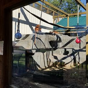 Wild Animal Park - Javan langur