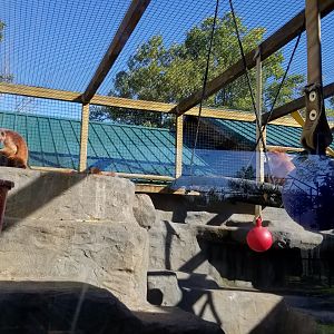 Wild Animal Park - Javan langur