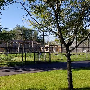 Wild Animal Park - Tigers