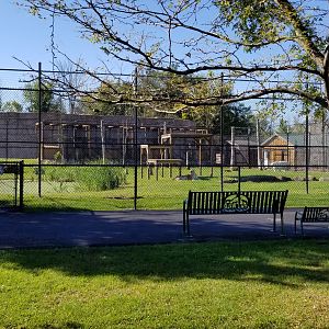 Wild Animal Park - Tigers