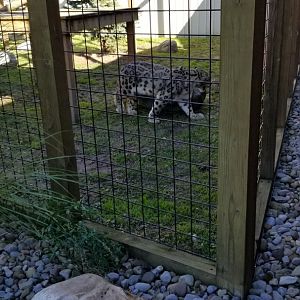 Wild Animal Park - Snow leopard