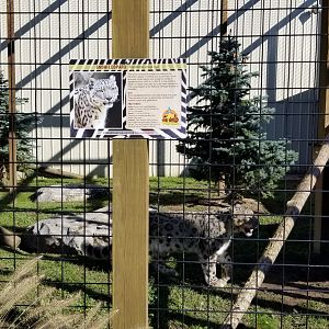 Wild Animal Park - Snow leopard