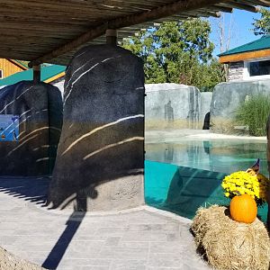 Wild Animal Park - African penguins