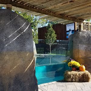 Wild Animal Park - African penguins