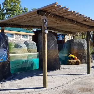 Wild Animal Park - African penguins