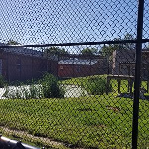 Wild Animal Park - Tigers