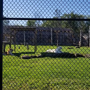 Wild Animal Park - Tigers