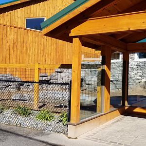Wild Animal Park - Pygmy hippo