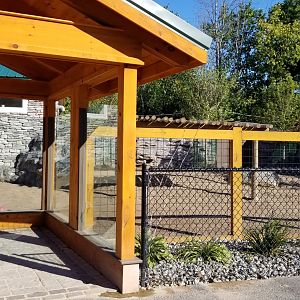 Wild Animal Park - Pygmy hippo