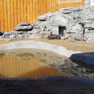 Wild Animal Park - Pygmy hippo