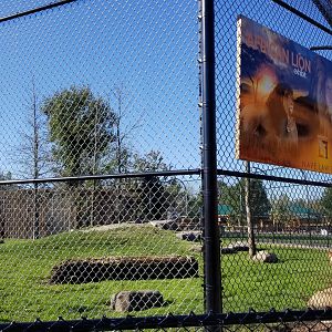 Wild Animal Park - Lions