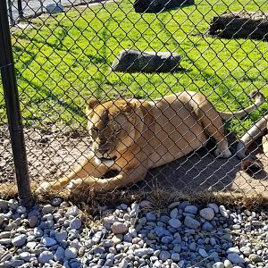 Wild Animal Park - Lions