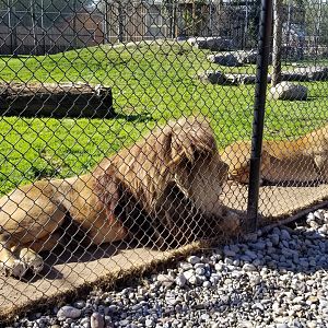 Wild Animal Park - Lions