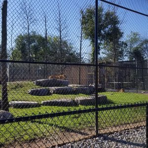 Wild Animal Park - Lions