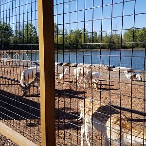 Wild Animal Park - Fallow deer