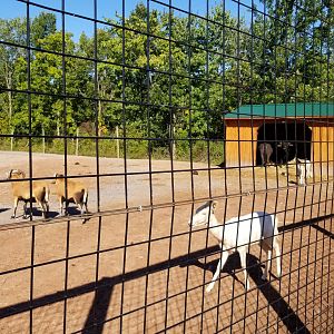 Wild Animal Park - Fallow deer, mouflon, water buffalo