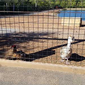 Wild Animal Park - Muscovy duck, domestic goose, bar headed goose