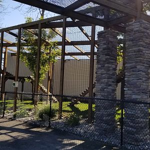 Wild Animal Park - Jaguar