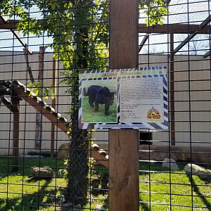 Wild Animal Park - Jaguar
