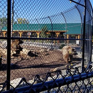 Wild Animal Park - Grizzly bears