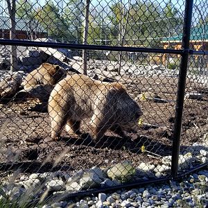 Wild Animal Park - Grizzly bears