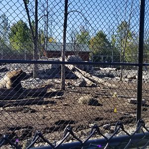 Wild Animal Park - Grizzly bears