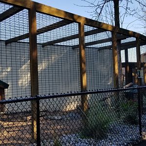 Wild Animal Park - South american coati