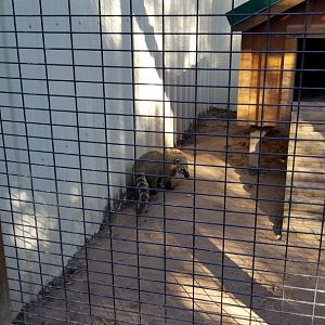 Wild Animal Park - South american coati