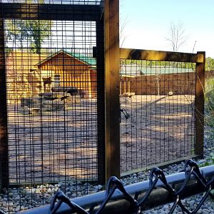 Wild Animal Park - Red kangaroos