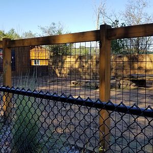 Wild Animal Park - Red kangaroos
