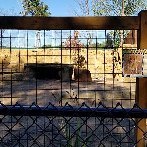 Wild Animal Park - Red kangaroos