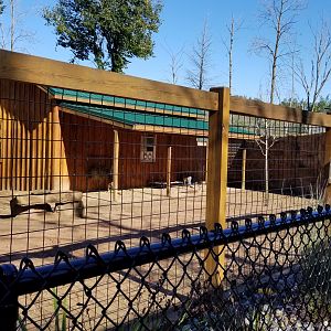 Wild Animal Park - Red kangaroos