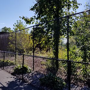 Wild Animal Park - Gray wolves