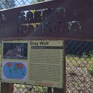 Wild Animal Park - Gray wolves