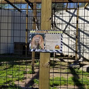 Wild Animal Park - Cougars