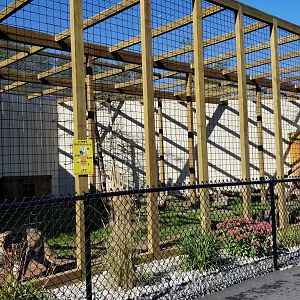 Wild Animal Park - Cougars