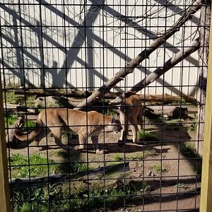 Wild Animal Park - Cougars