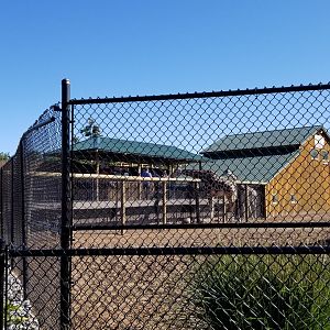Wild Animal Park - Giraffes